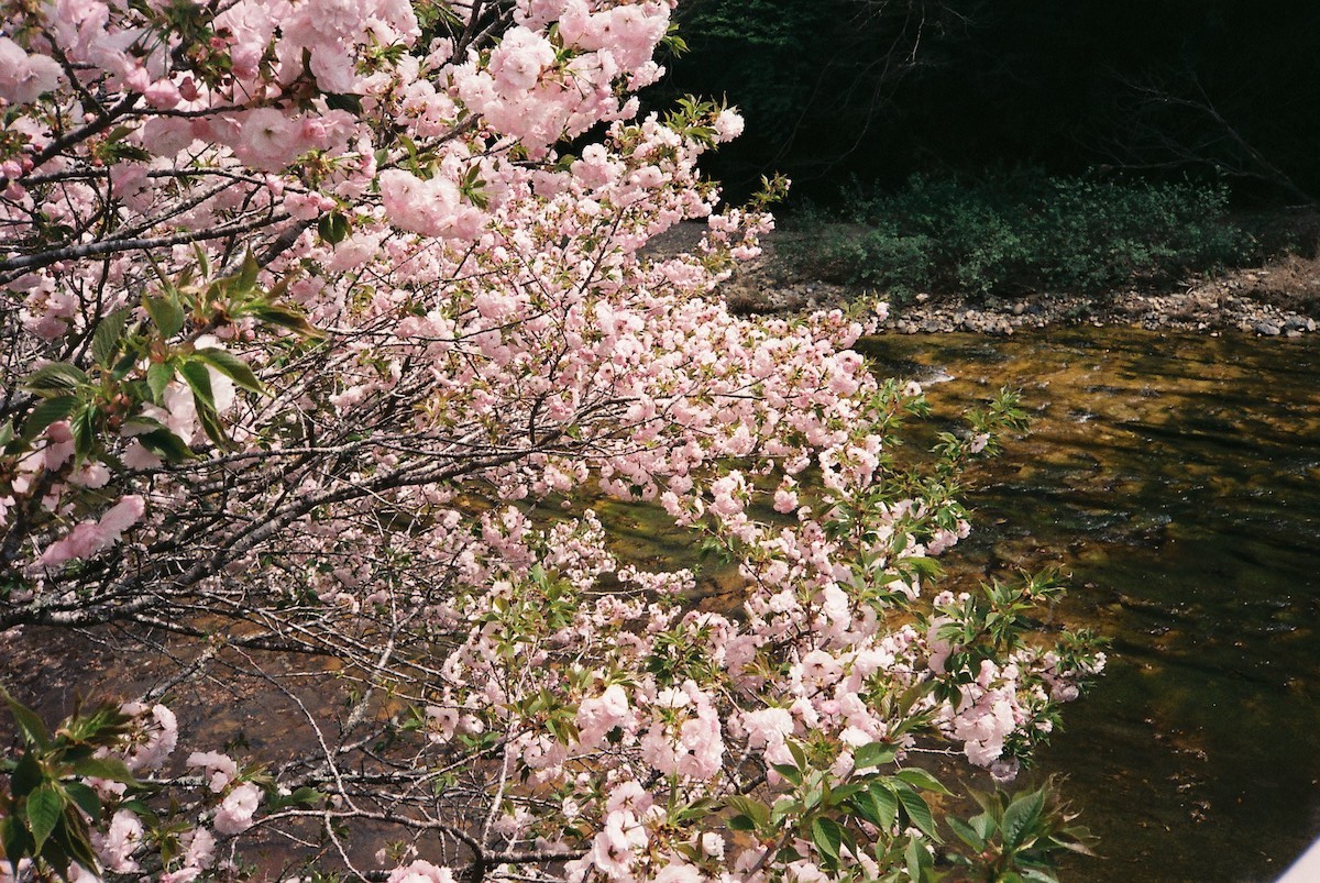 KONICA（コニカ）C35EF／FUJIFILM SUPERIA PREMIUM 400