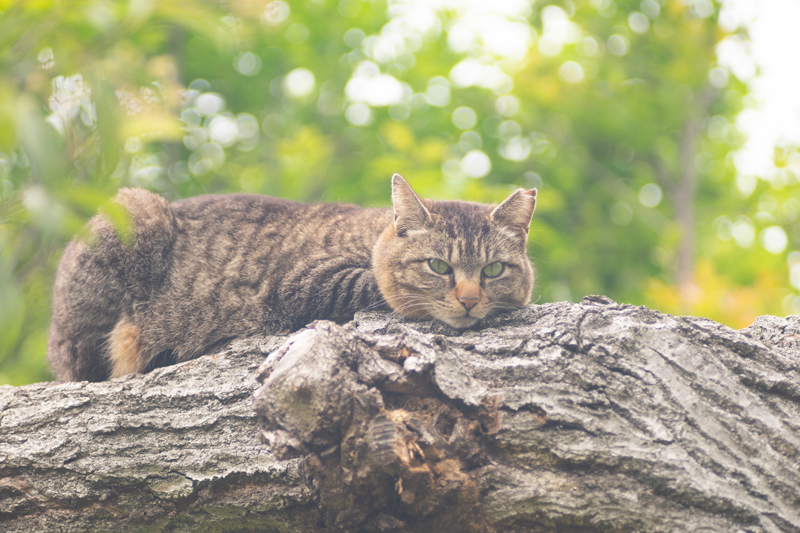 Nikon Nikkor-Q 13.5cm F3.5の作例写真