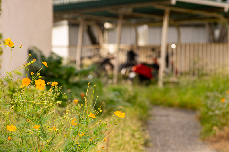 Nikon Nikkor-Q 13.5cm F3.5の作例写真