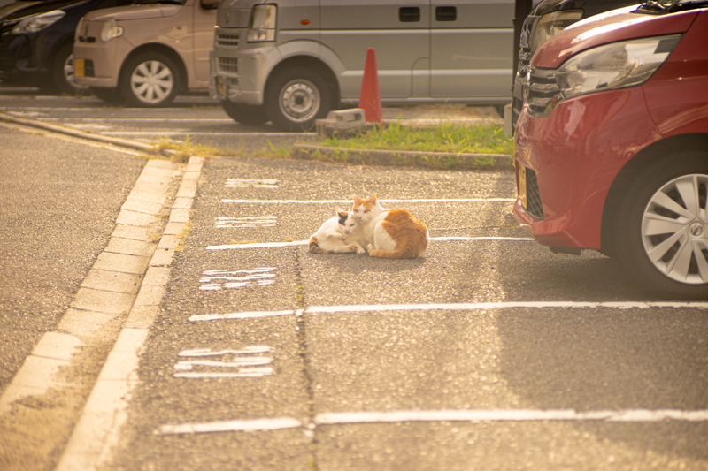 Nikon Nikkor-Q 13.5cm F3.5の作例写真