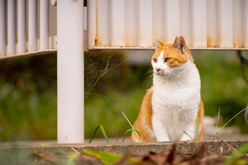 Nikon Nikkor-Q 13.5cm F3.5の作例写真