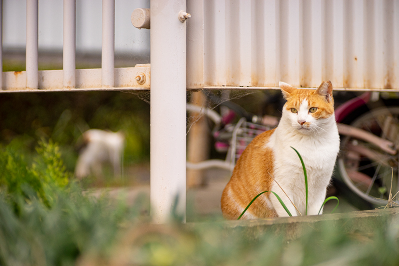 Nikon Nikkor-Q 13.5cm F3.5の作例写真