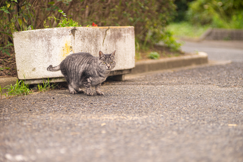 Nikon Nikkor-Q 13.5cm F3.5の作例写真