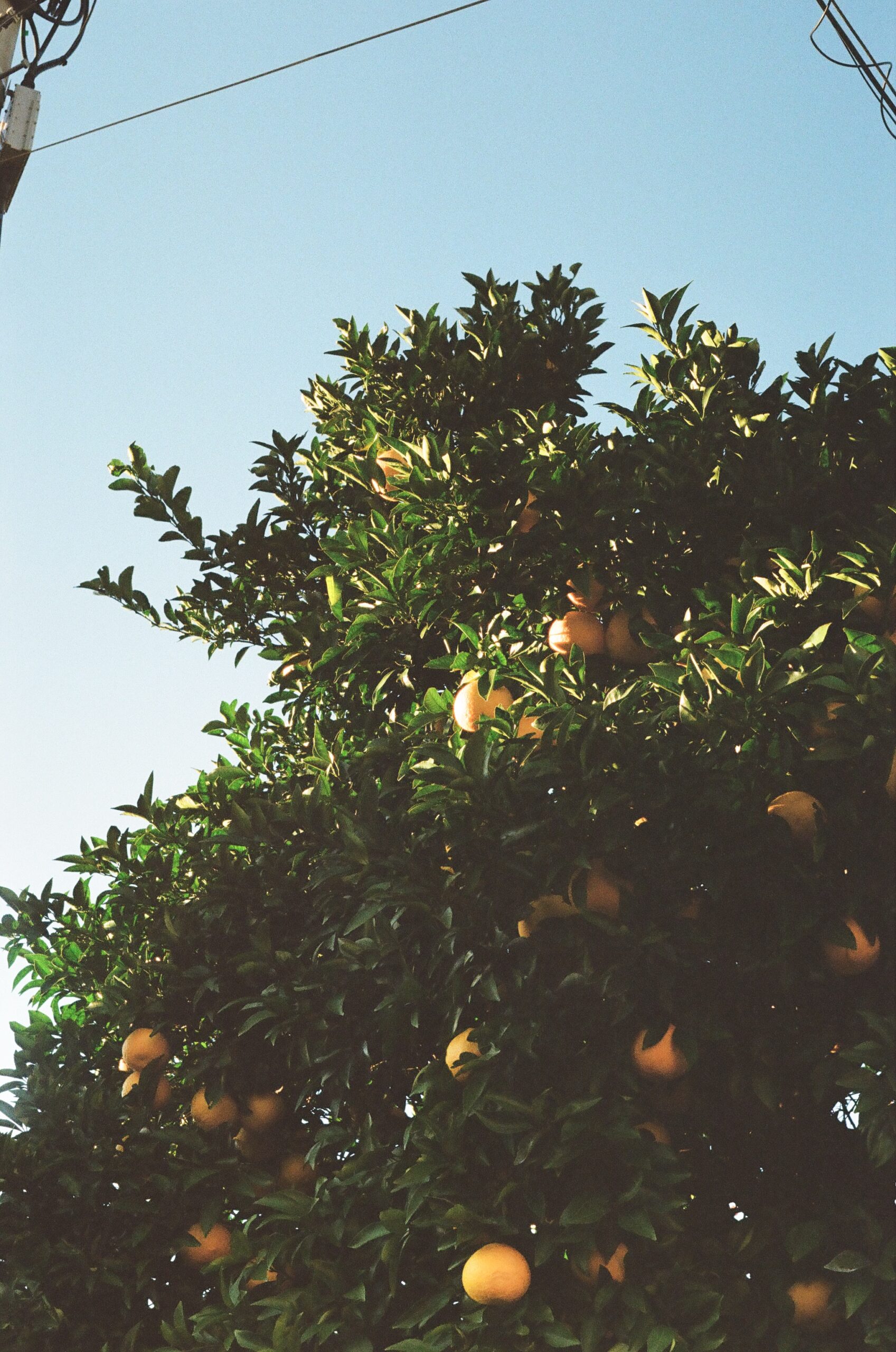 PENTAX SL / Super Takumar 55mm F1.8の作例写真