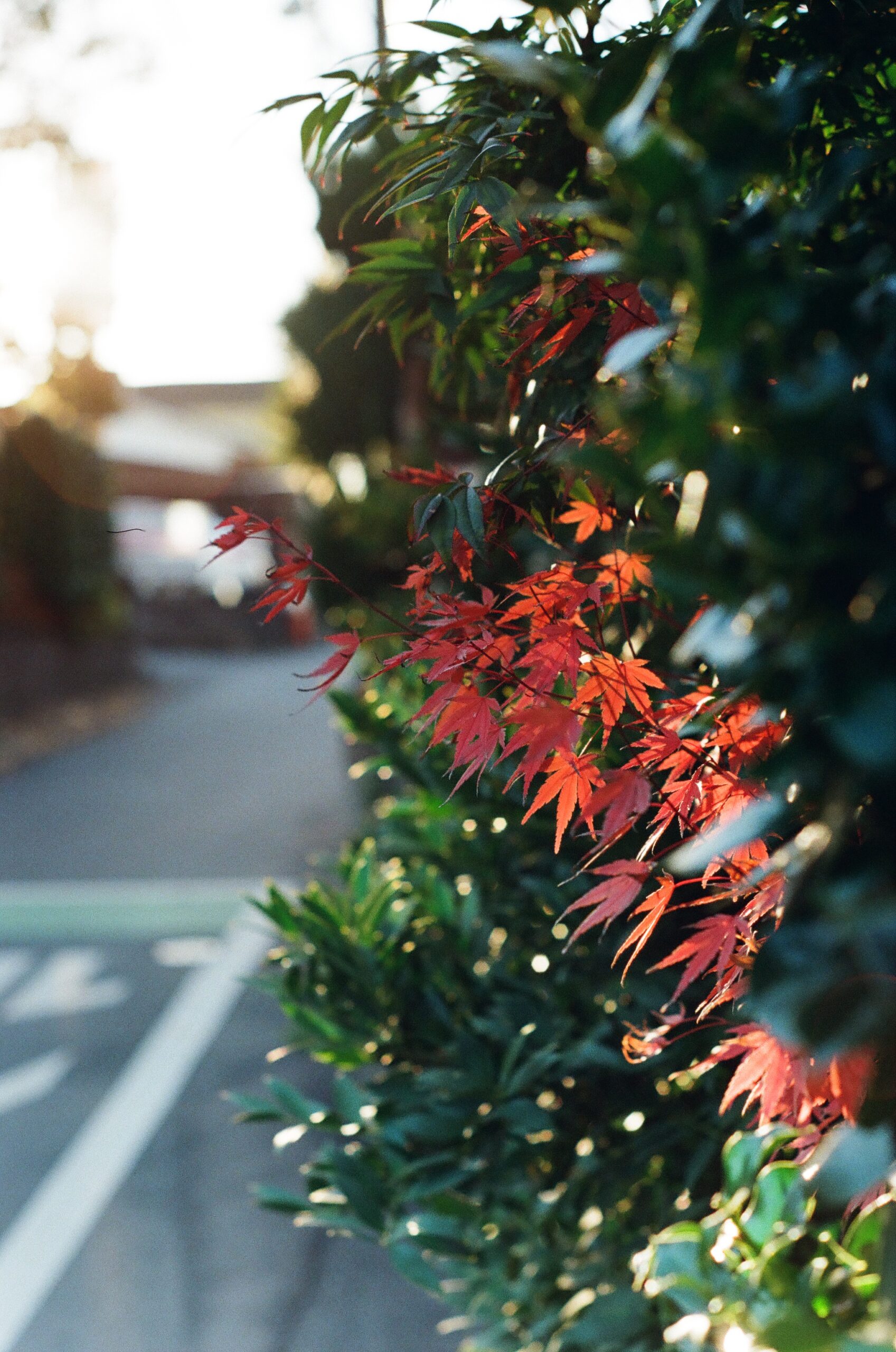 PENTAX SL / Super Takumar 55mm F1.8の作例写真