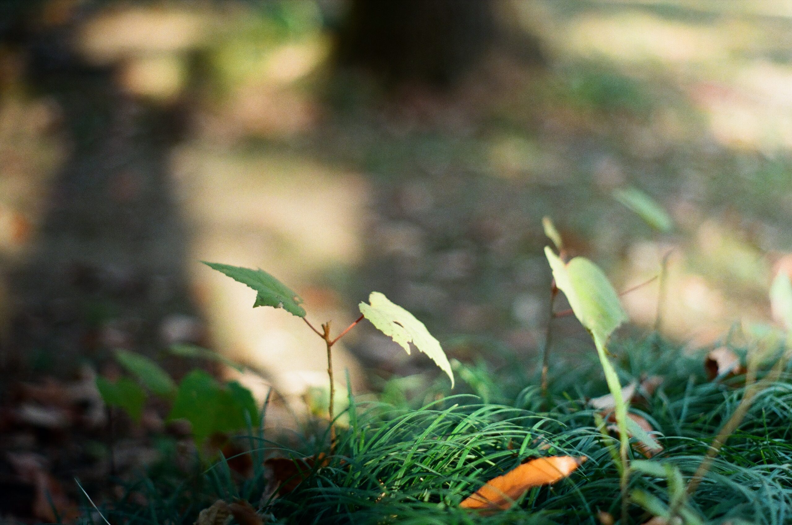 PENTAX SL / Super Takumar 55mm F1.8の作例写真