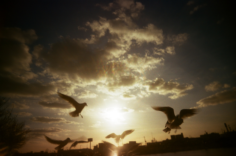 フィルムカメラで撮るカモメと夕暮れ フィルム