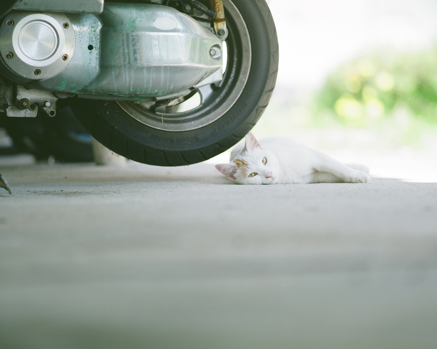 中判カメラで撮る猫