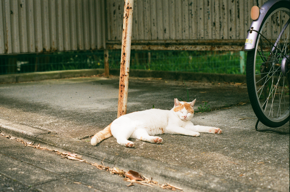 35mmフィルムで撮った猫