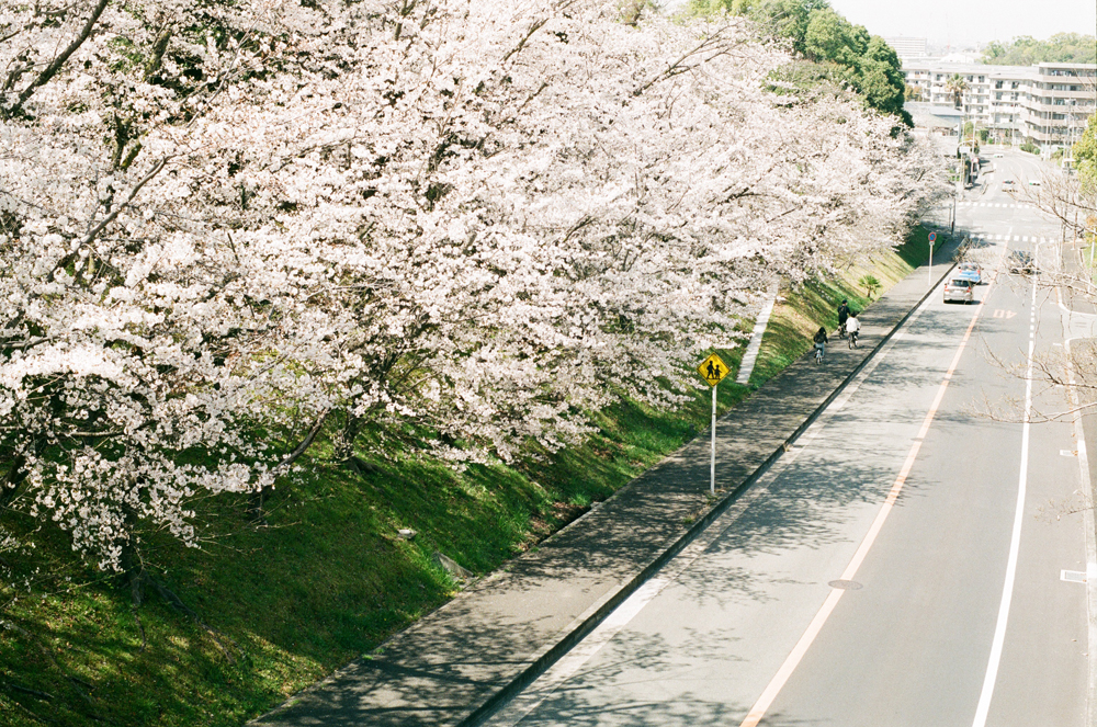 コンタックスAriaで撮る桜