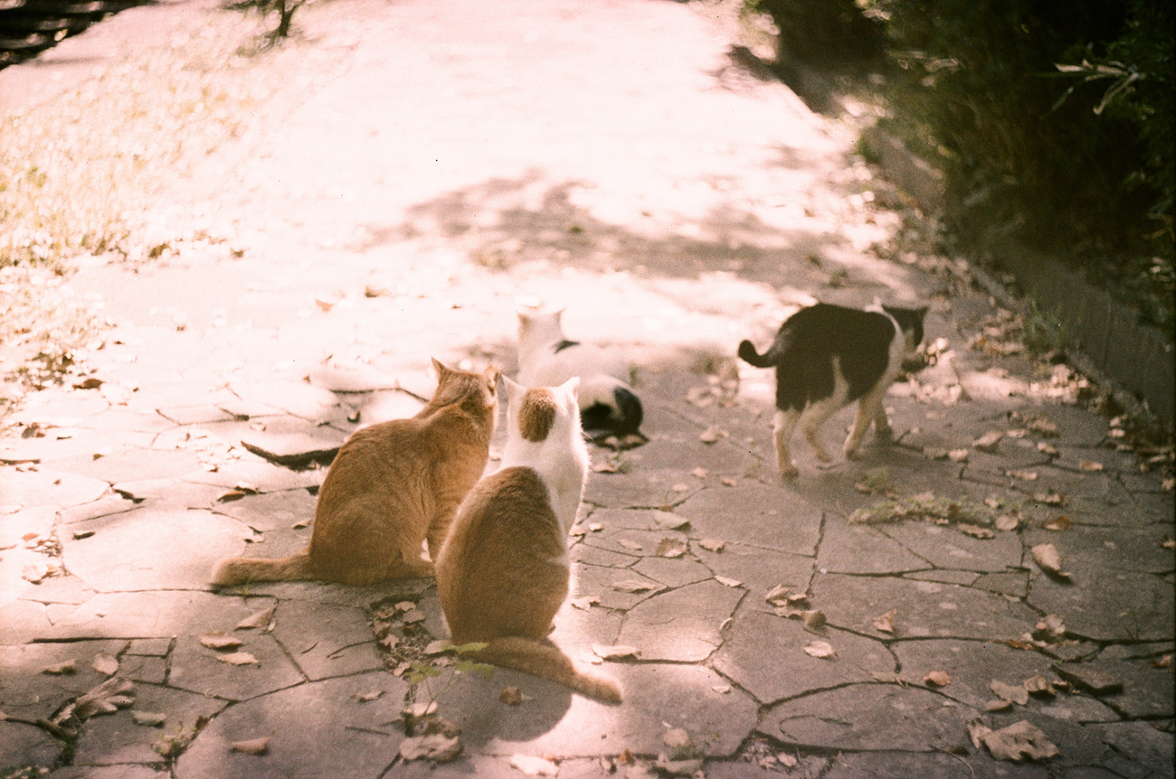 フィルムで撮る外猫