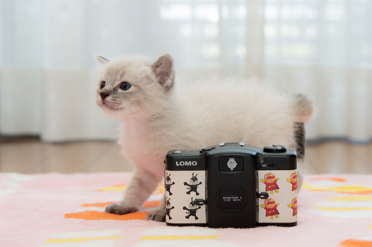猫とコンパクトフィルムカメラ