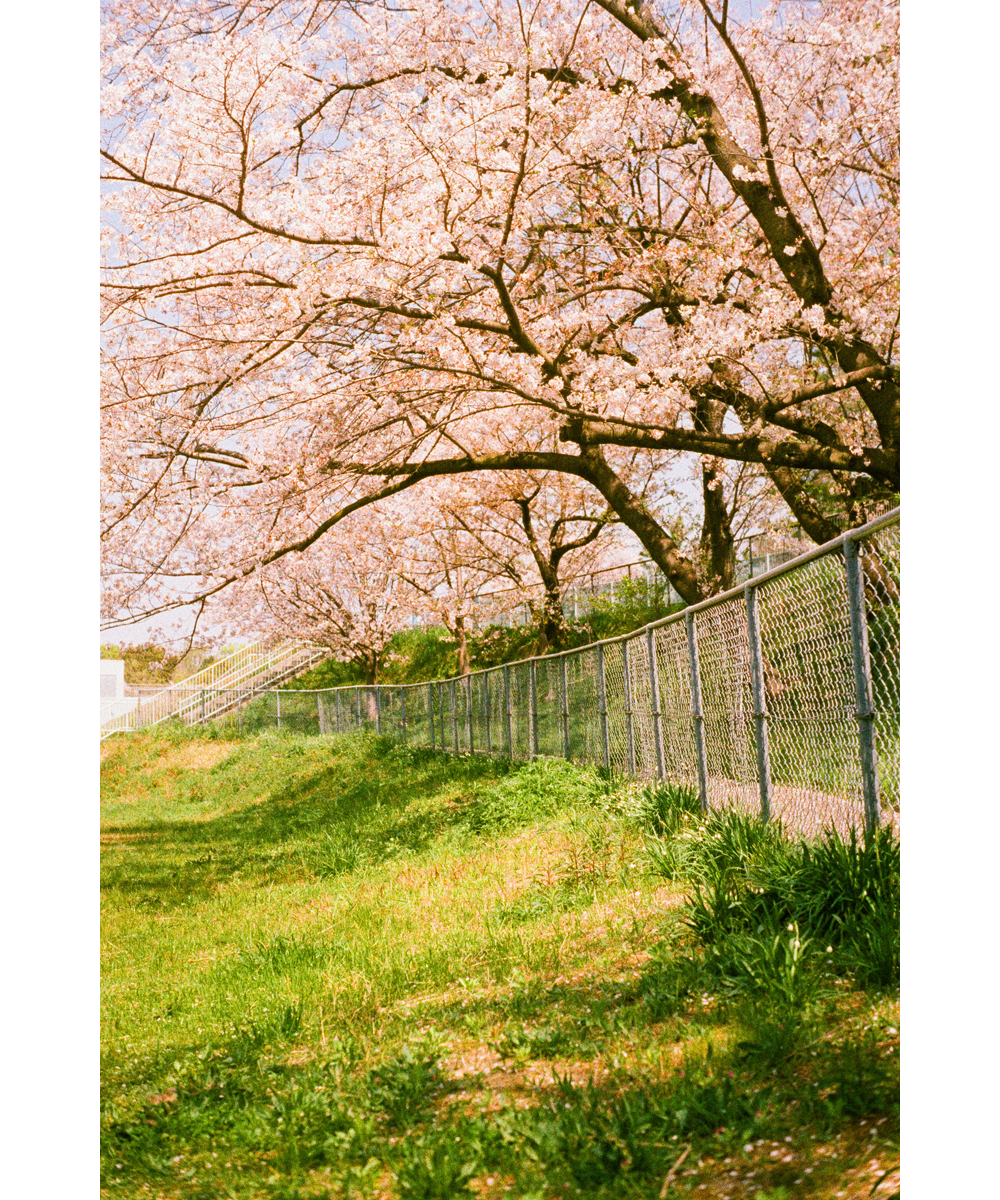 フィルムで撮る桜